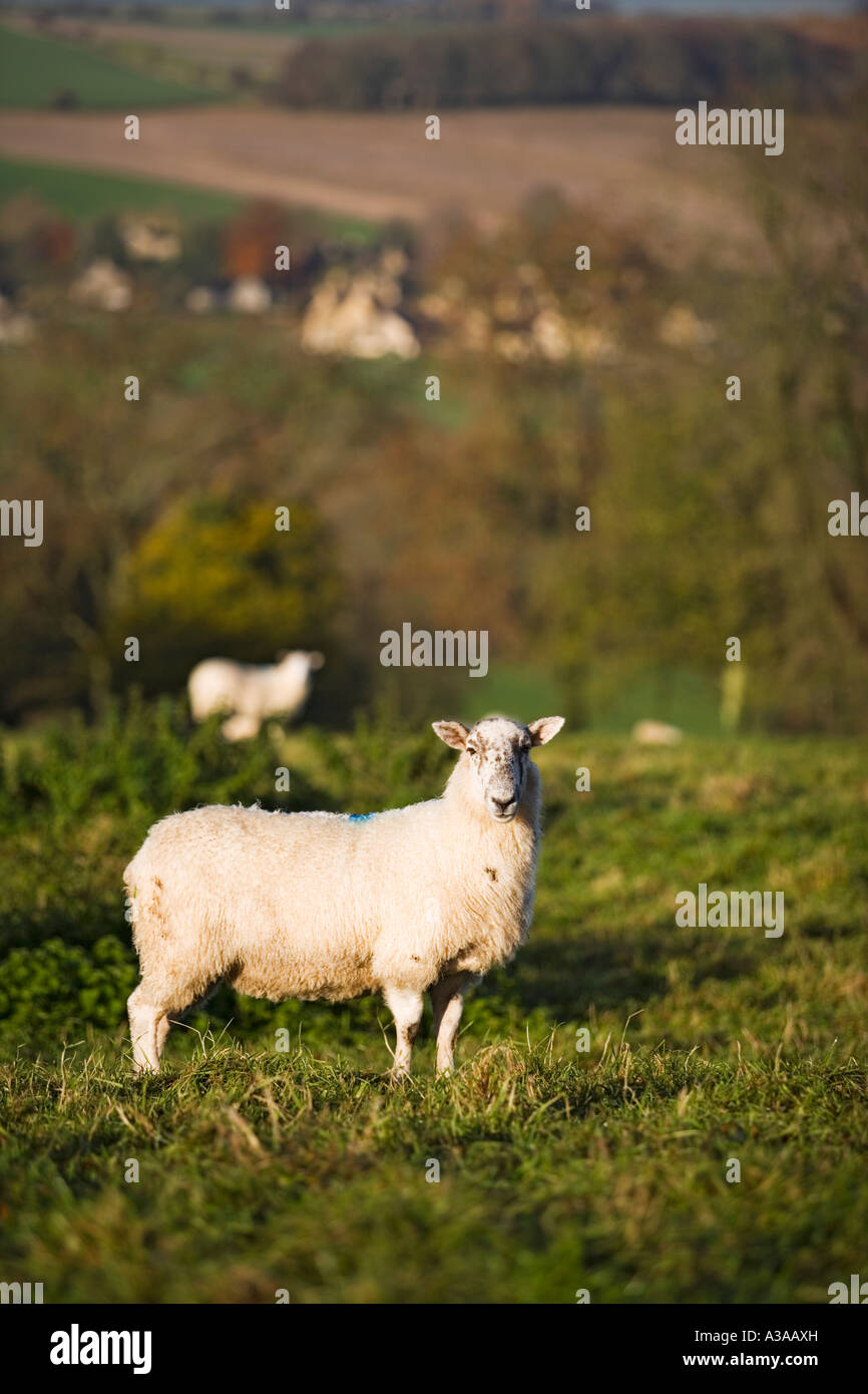Les moutons et Cotswold paysage, Stow-on-the-Wold, Gloucestershire, Royaume-Uni Banque D'Images