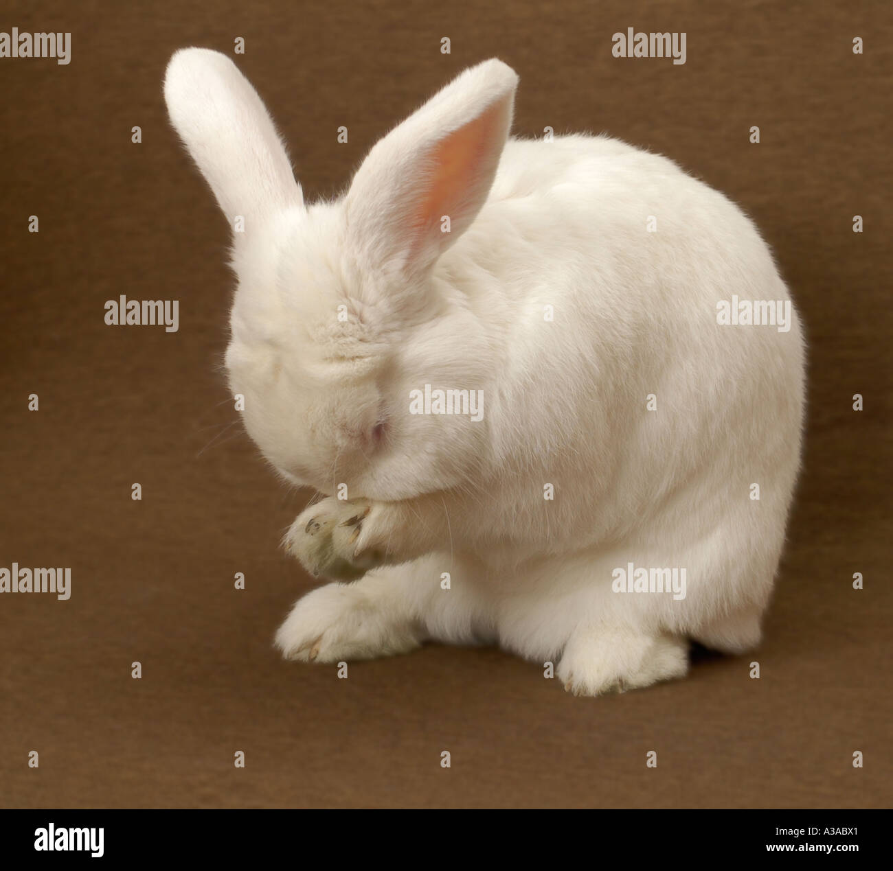 Toilettage lapin blanc Banque D'Images