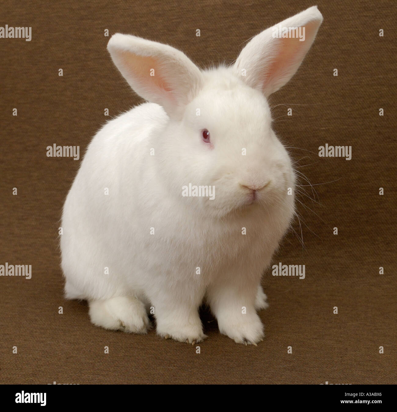 Lapin blanc Banque D'Images