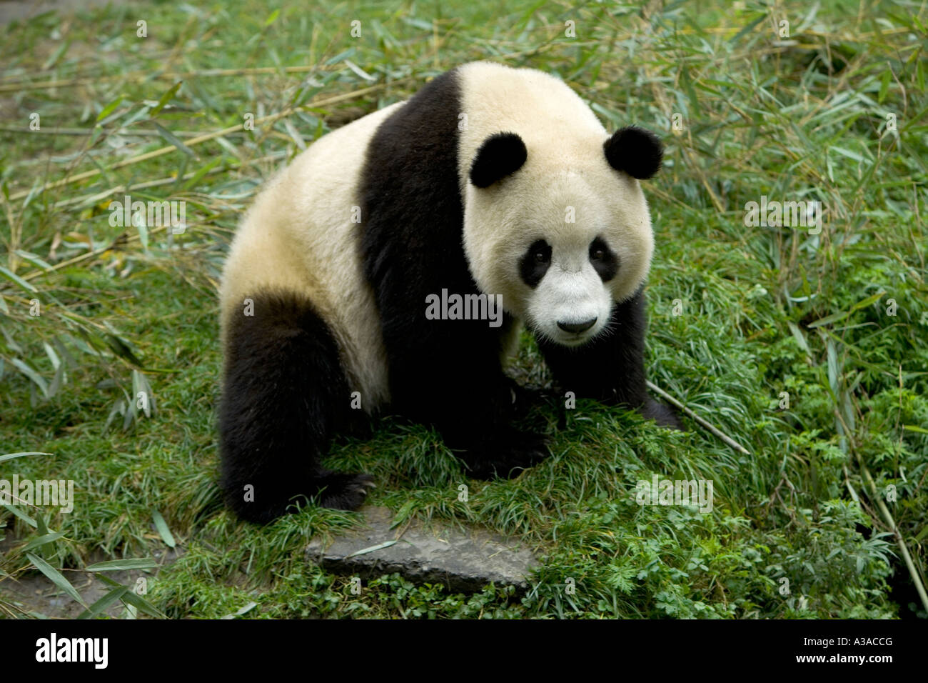 Panda Géant adultes balade pré herbeux, la réserve naturelle de Wolong, Daliang, Chine Banque D'Images