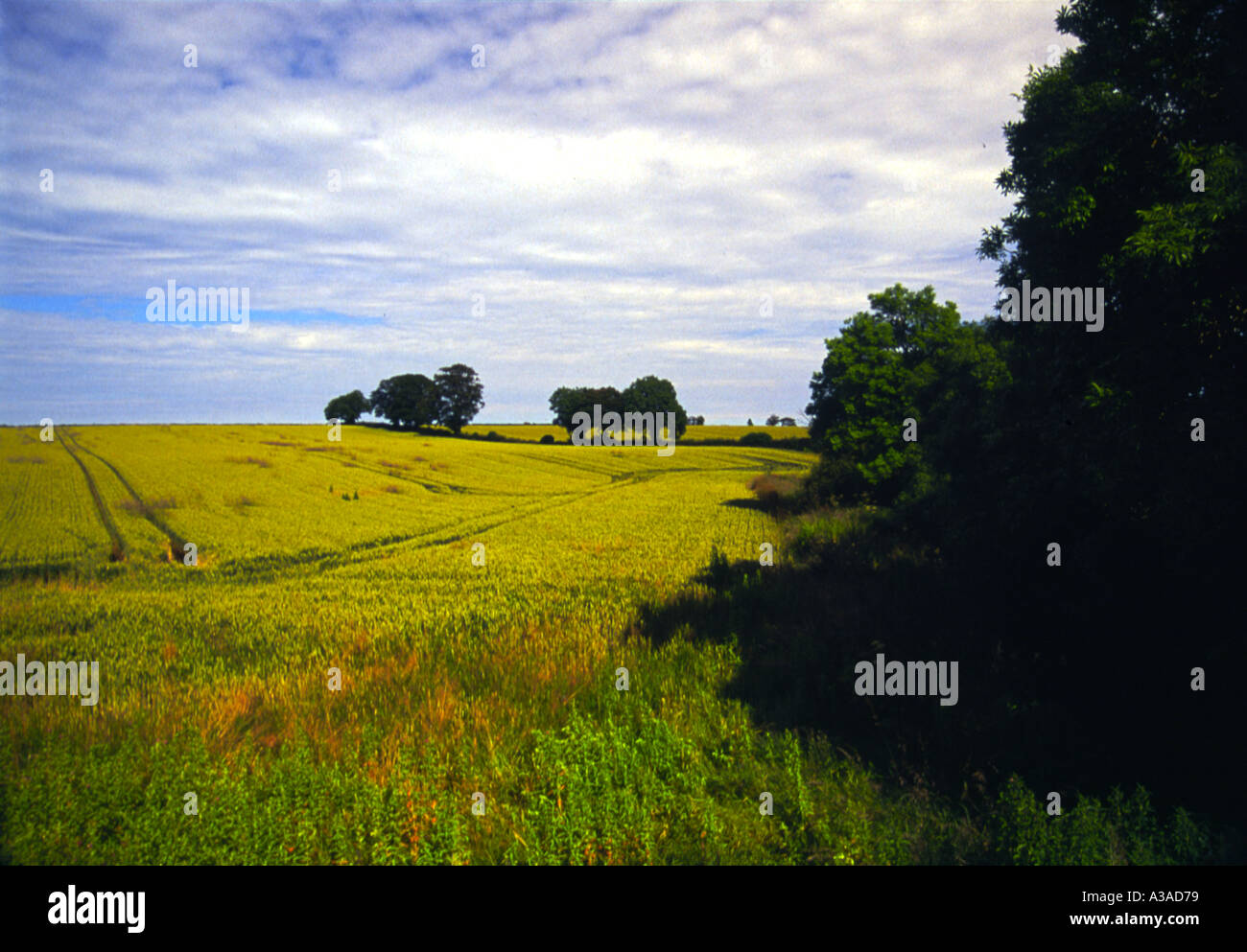 Irlande Meadowlands Banque D'Images