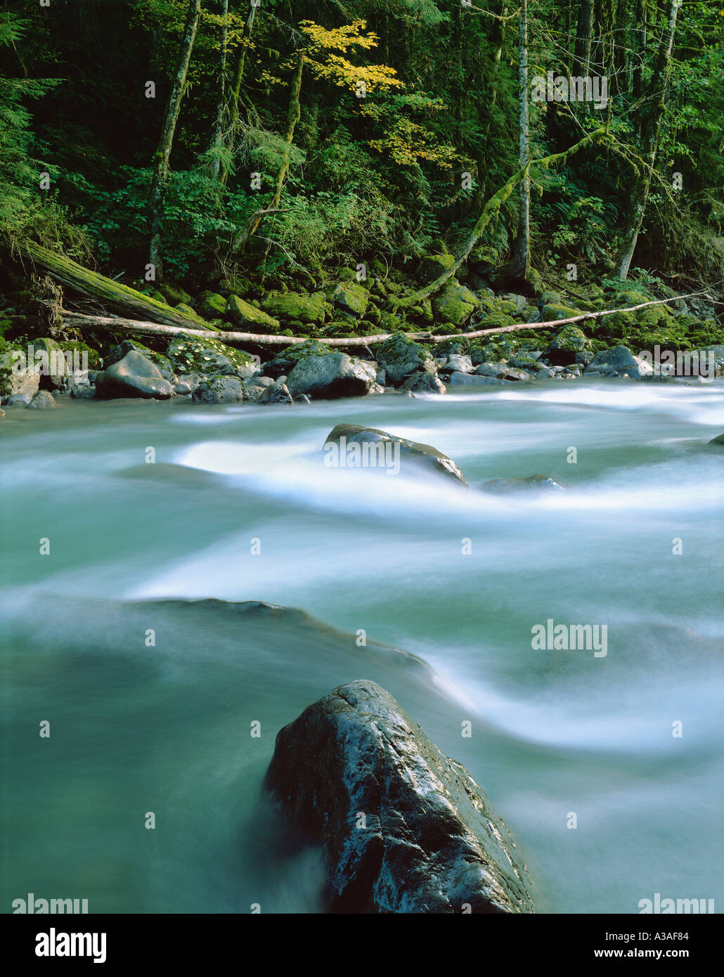 Rivière Nooksack Mt Baker Wilderness Area Mt Baker National Forest rivière Nooksack l'État de Washington États-unis Pacific Northwest Banque D'Images