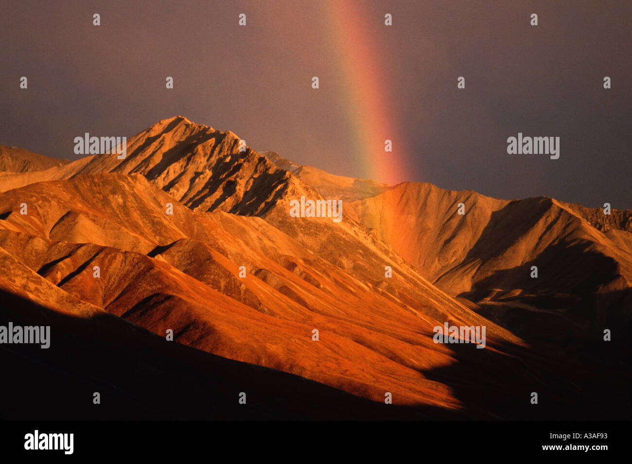 Le Parc National Denali, Alaska, USA, Pirate Creek, arc-en-ciel, le coucher du soleil au cours d'une tempête, couleurs d'automne et arc dans la chaîne de l'Alaska Banque D'Images