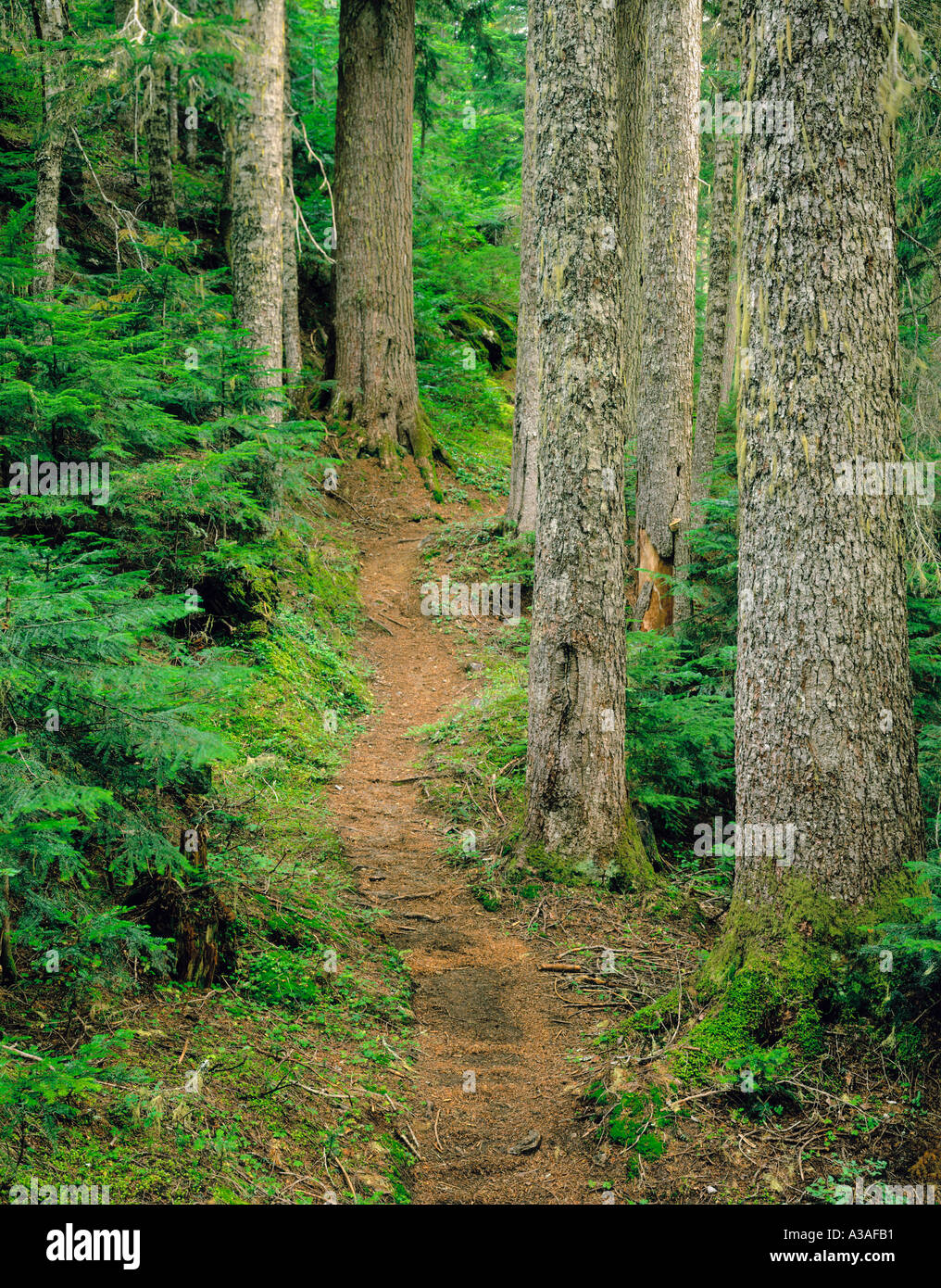 Mt. Baker Wilderness Area, l'État de Washington, USA, sauvages, du Nord-Ouest du Pacifique, SE, cascades, forêts anciennes, Forêts, arbres, Allée Banque D'Images