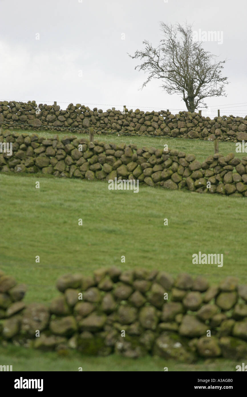 Contre le ciel d'arbres dans les champs marqués d'un écart en murs de pierres sèches près de broughshane le comté d'Antrim en Irlande du Nord Banque D'Images