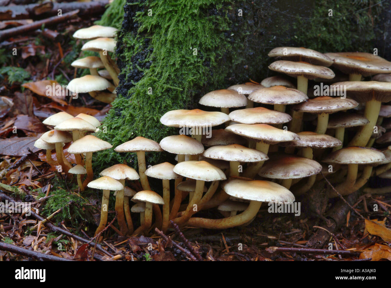 Champignon Forêt Mabie Dumfries et Galloway Ecosse Banque D'Images