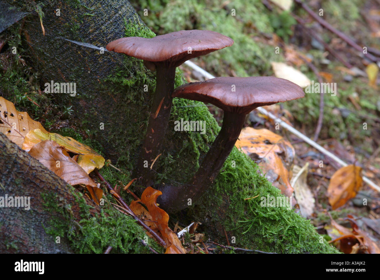 Champignon Forêt Mabie Dumfries et Galloway Ecosse Banque D'Images