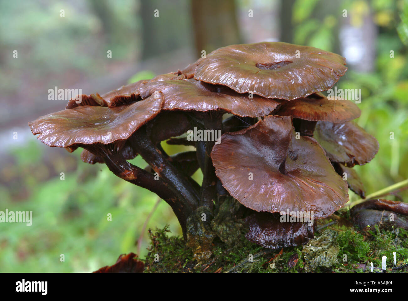 Champignon Forêt Mabie Dumfries et Galloway Ecosse Banque D'Images