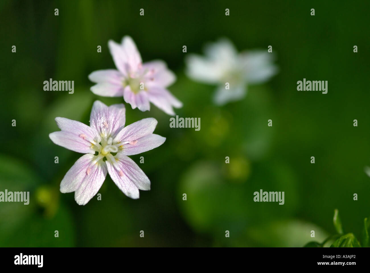 Forêt de Drumlanrig Wildflower Dumfries et Galloway Ecosse Banque D'Images