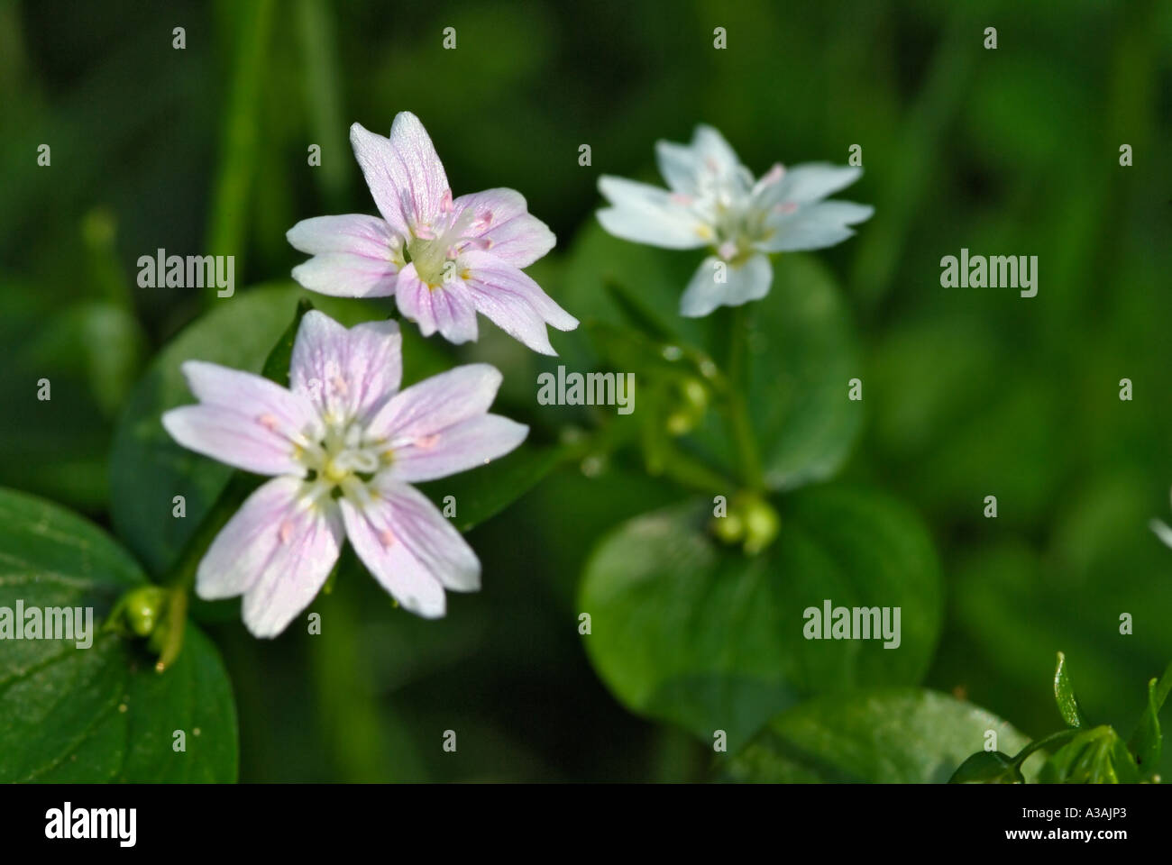 Forêt de Drumlanrig Wildflower Dumfries et Galloway Ecosse Banque D'Images