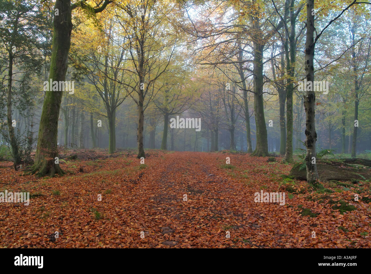 Bois plage en automne forêt Drumlanrig Dumfries et Galloway Ecosse Banque D'Images