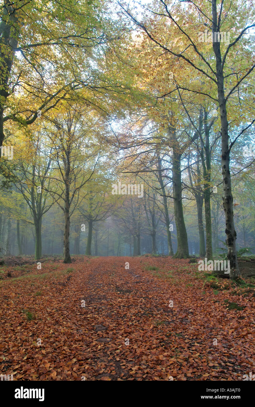 Bois plage en automne forêt Drumlanrig Dumfries et Galloway Ecosse Banque D'Images