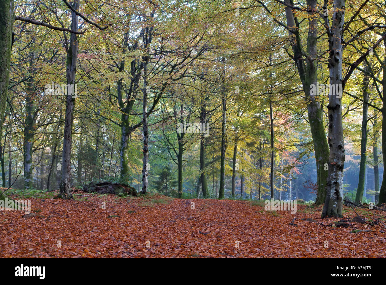Bois plage en automne forêt Drumlanrig Dumfries et Galloway Ecosse Banque D'Images