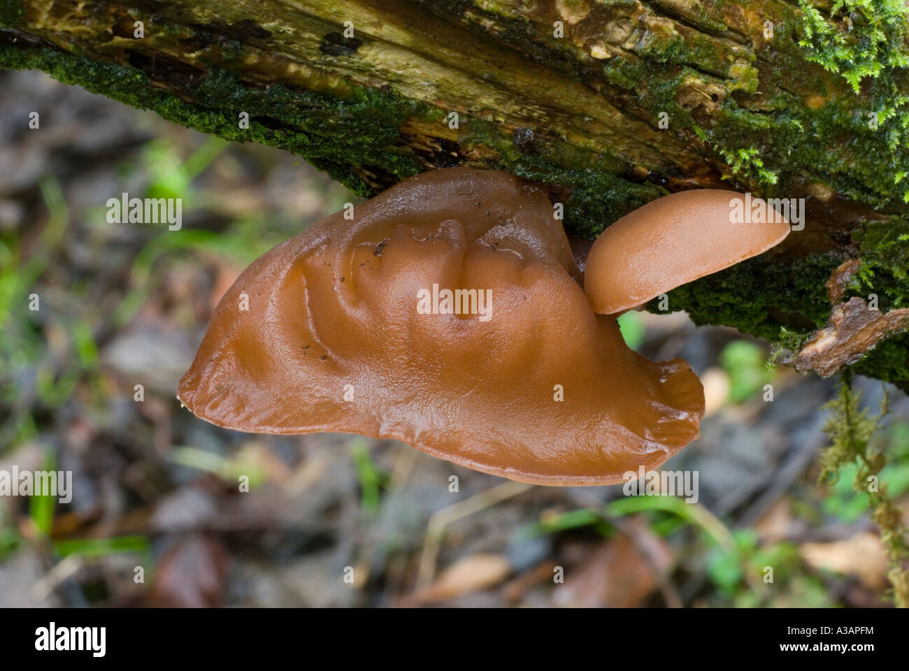 Champignon d'oreille gelée, Auricualria auricula judae sur les bois, le Pays de Galles, Royaume-Uni. Banque D'Images