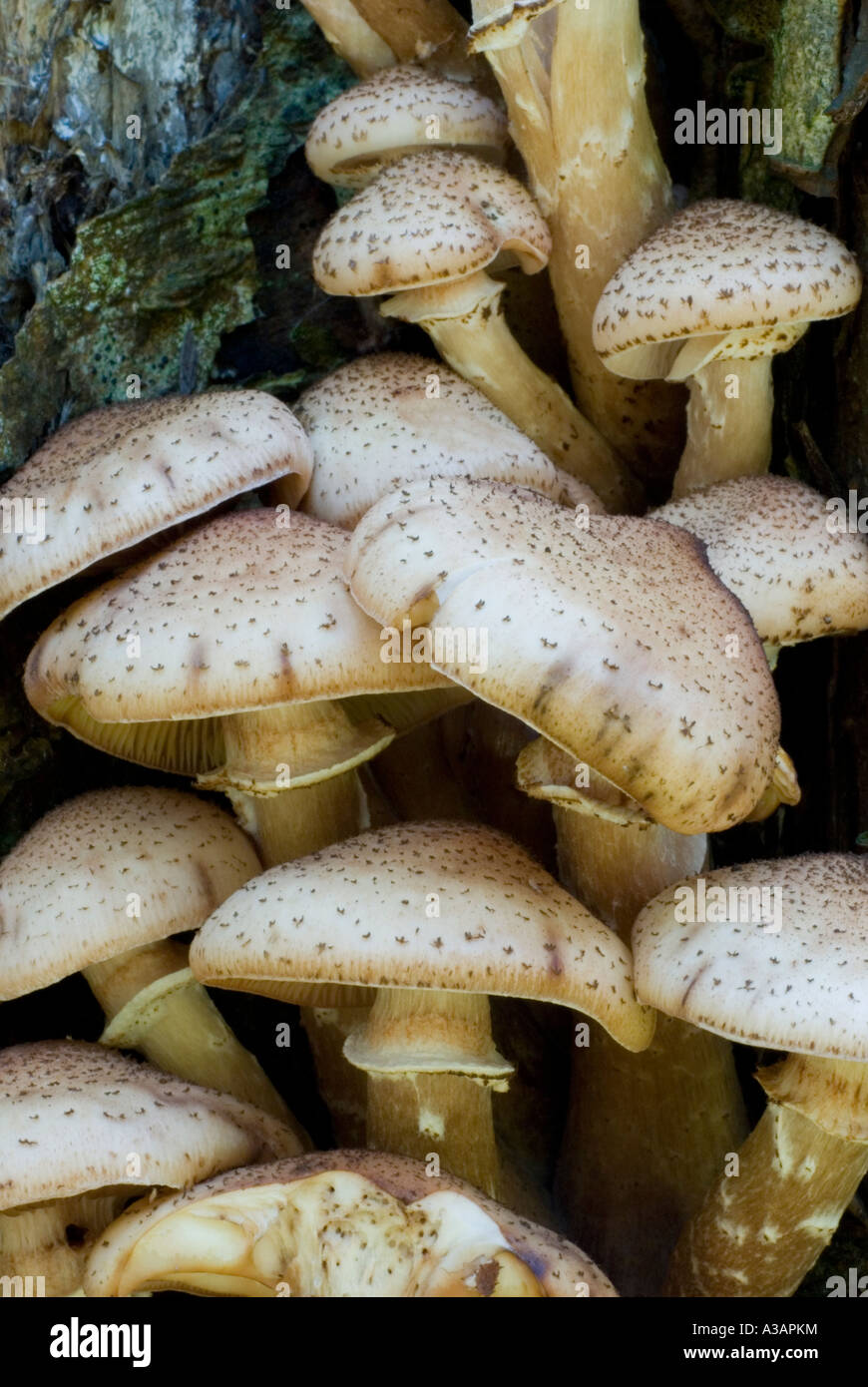 Shaggy Pholiota squarrosa, Pholiata champignons au Pays de Galles, Royaume-Uni. Banque D'Images