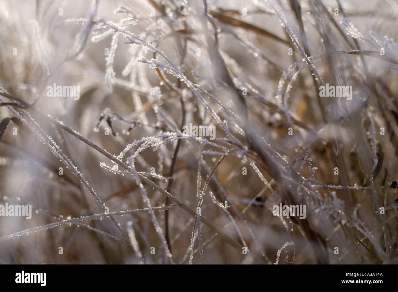 A proximité de la glace accrochée à hautes herbes après une tempête hivernale Banque D'Images