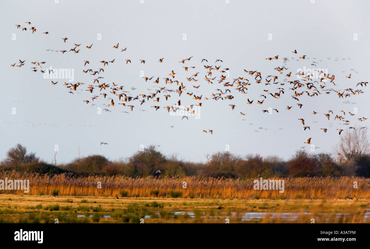 Des Oies rieuses (Anser albifrons) troupeau survolant roselière holkham norfolk décembre tôt le matin Banque D'Images