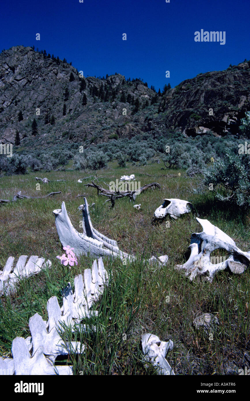 Squelette d'un animal dans le désert près de Osoyoos poche dans le sud de la vallée de l'Okanagan en Colombie-Britannique, Canada Banque D'Images