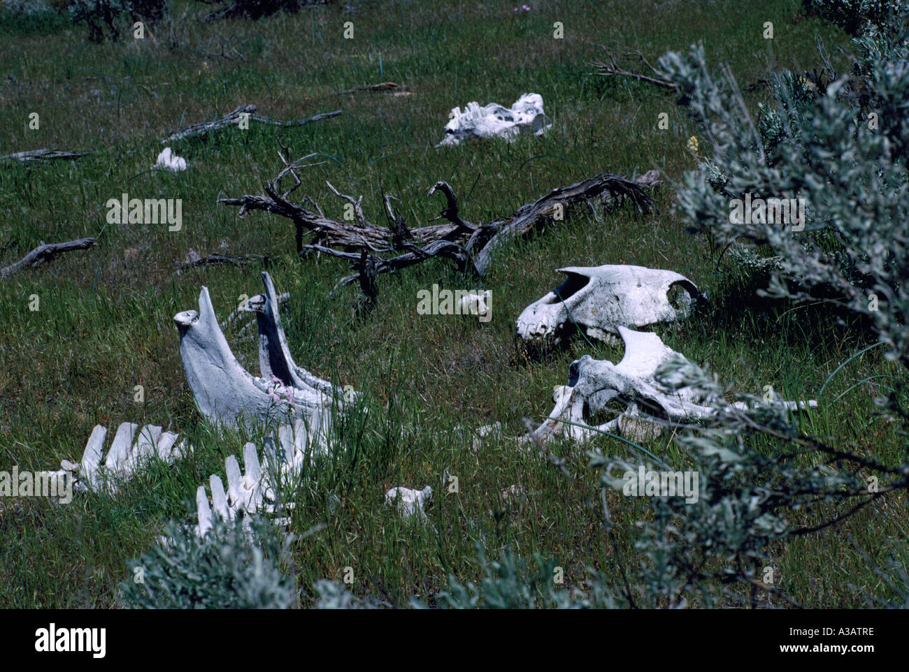 Squelette d'un animal dans le désert près de Osoyoos poche dans le sud de la vallée de l'Okanagan en Colombie-Britannique, Canada Banque D'Images