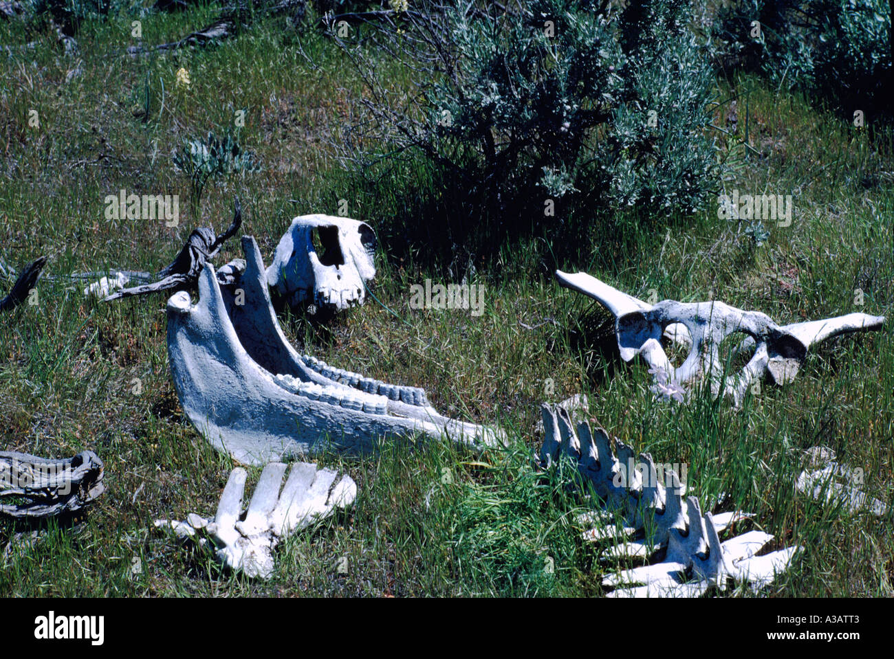 Squelette d'un animal dans le désert près de Osoyoos poche dans le sud de la vallée de l'Okanagan en Colombie-Britannique, Canada Banque D'Images