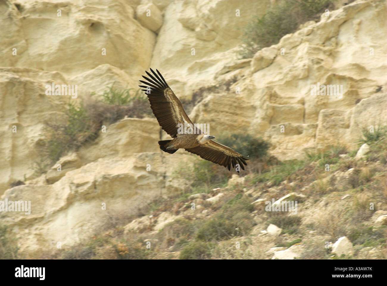 Vautour fauve (Gyps fulvus Nom scientifique :) vol à l'emplacement du nid à Episkopi Kensington Cliffs. Banque D'Images