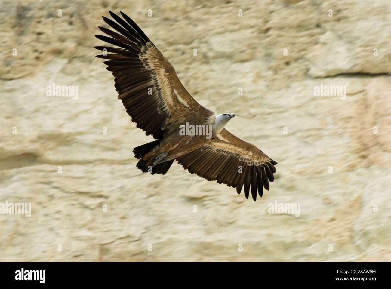 Vautour fauve (Gyps fulvus Nom scientifique :) vol à l'emplacement du nid à Episkopi Kensington Cliffs. Banque D'Images