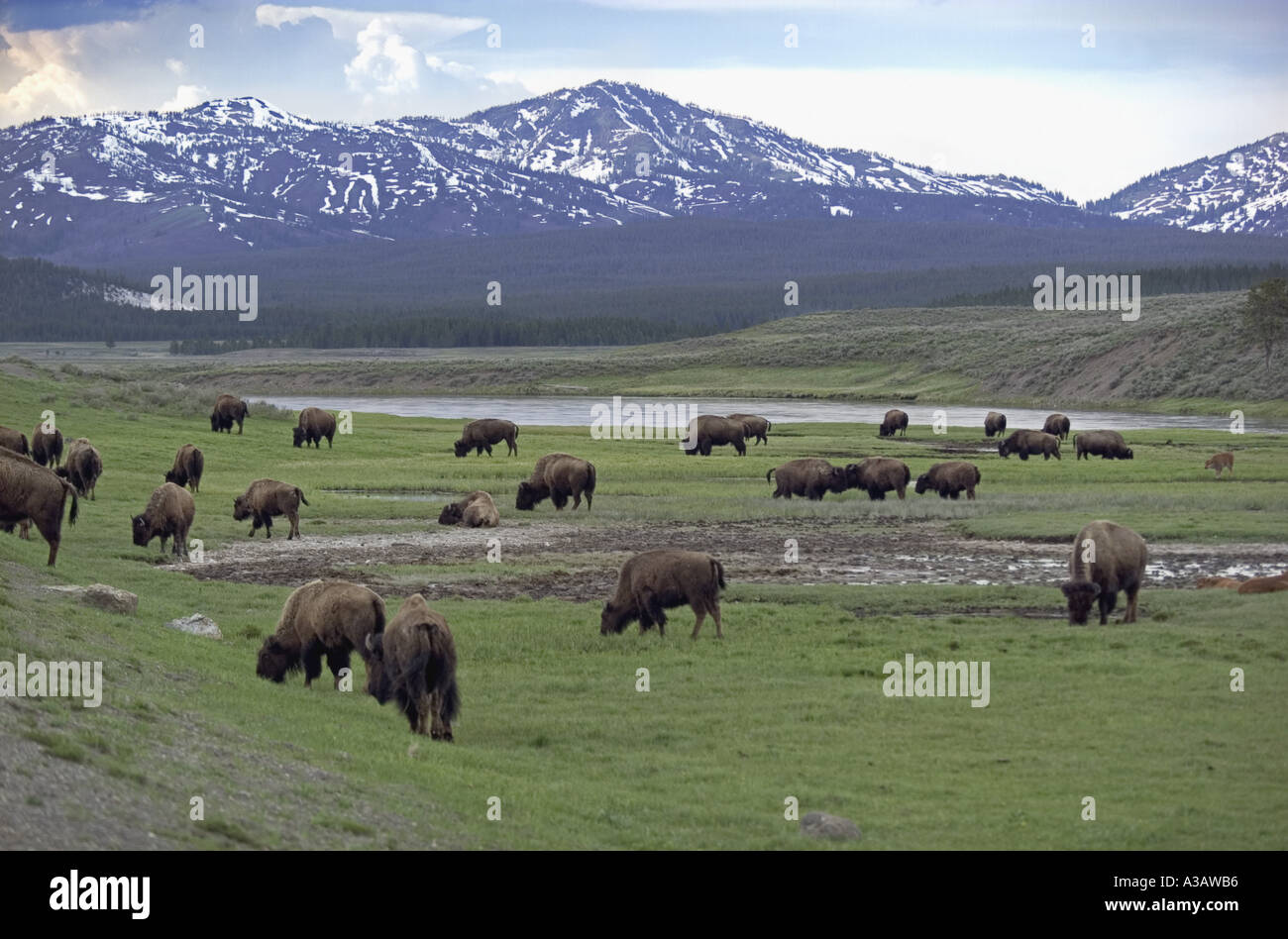 Troupeau de bisons paissant dans le Parc National de Yellowstone Banque D'Images