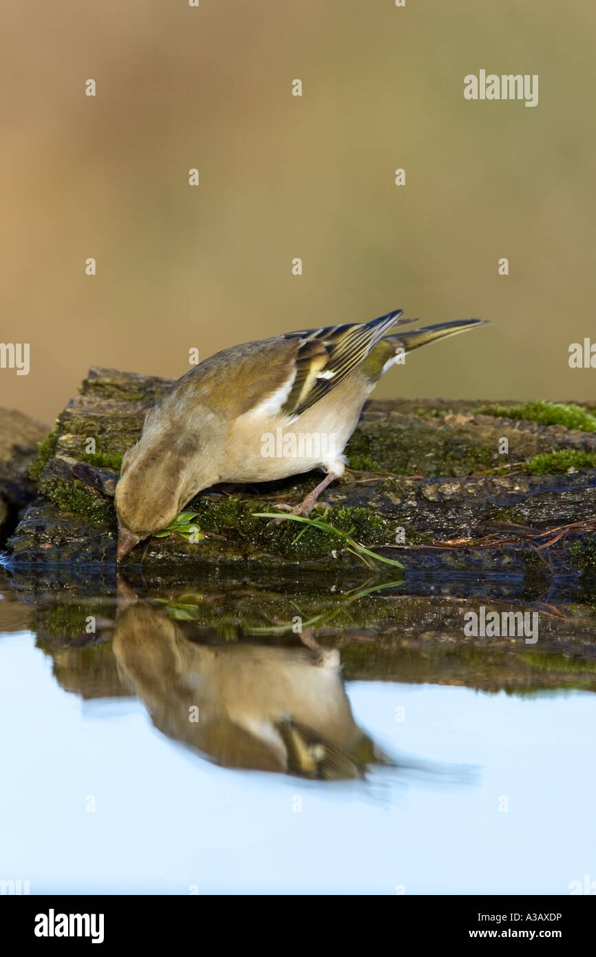 Chaffinch Fringilla coelebs sur log de boire à l'étang avec des reflet potton bedfordshire Banque D'Images