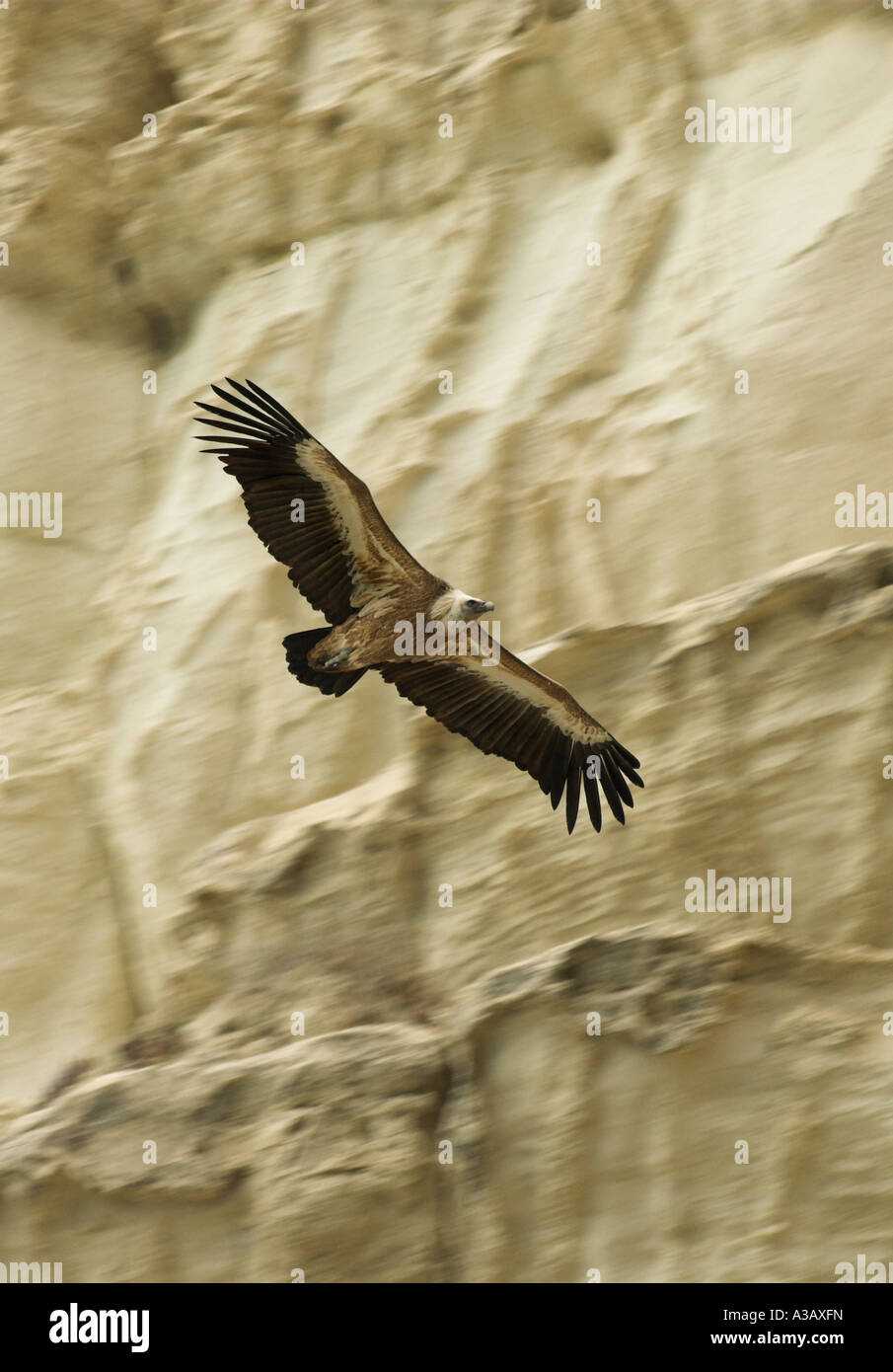 Vautour fauve (Gyps fulvus Nom scientifique :) vol à l'emplacement du nid à Episkopi Kensington Cliffs. Banque D'Images