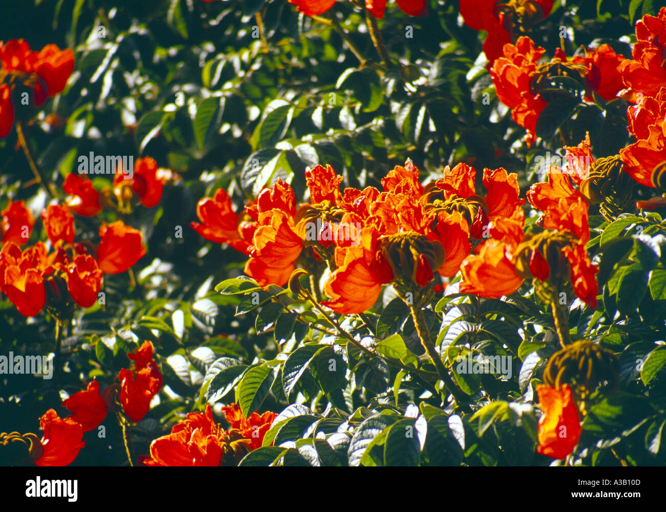 African Tulip Tree Flower Banque D'Images