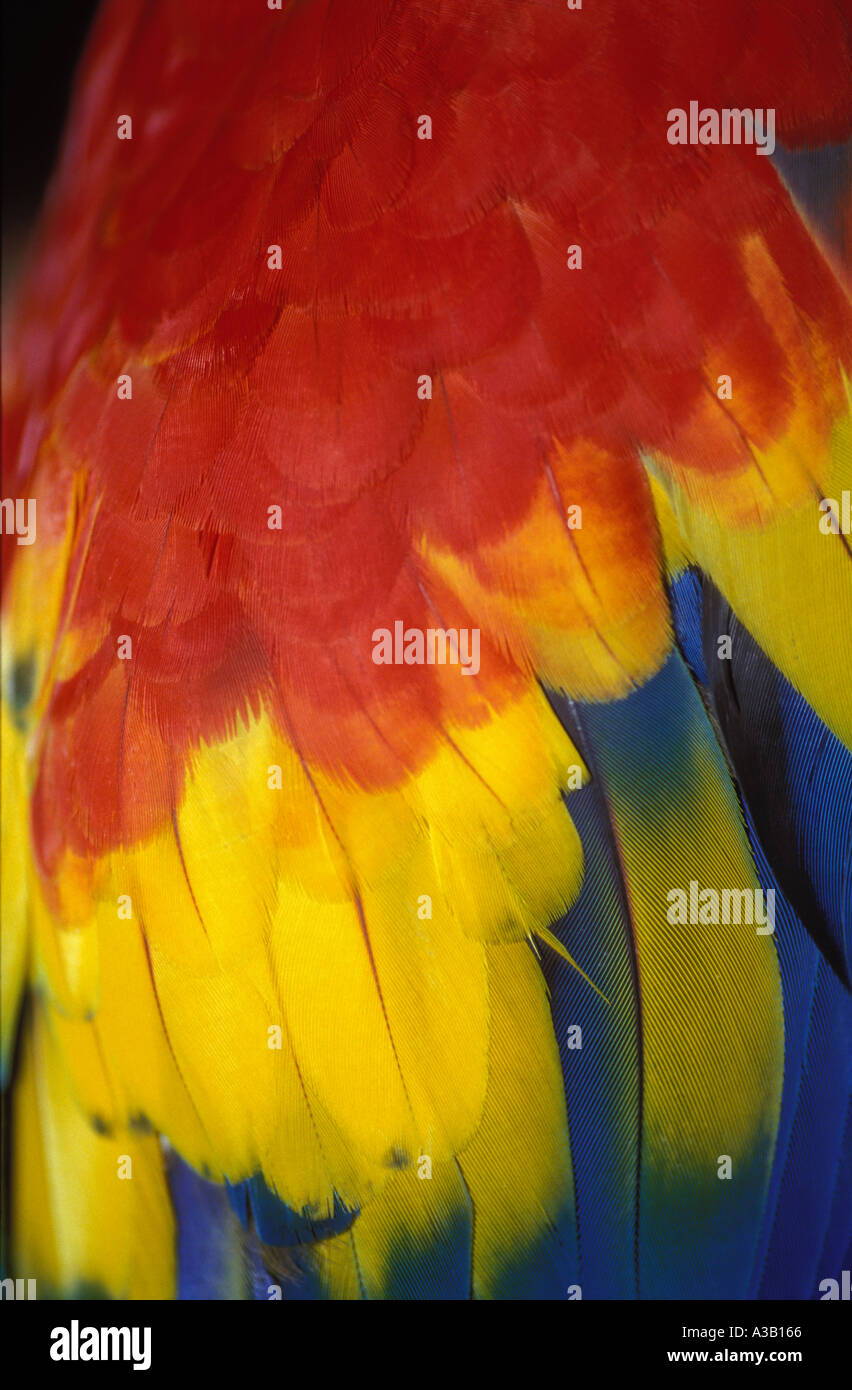 Les plumes de l'ara 0400 Banque D'Images