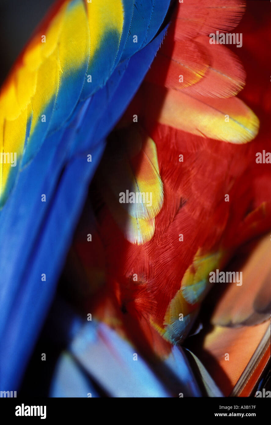 Les plumes de l'ara 0395 Banque D'Images