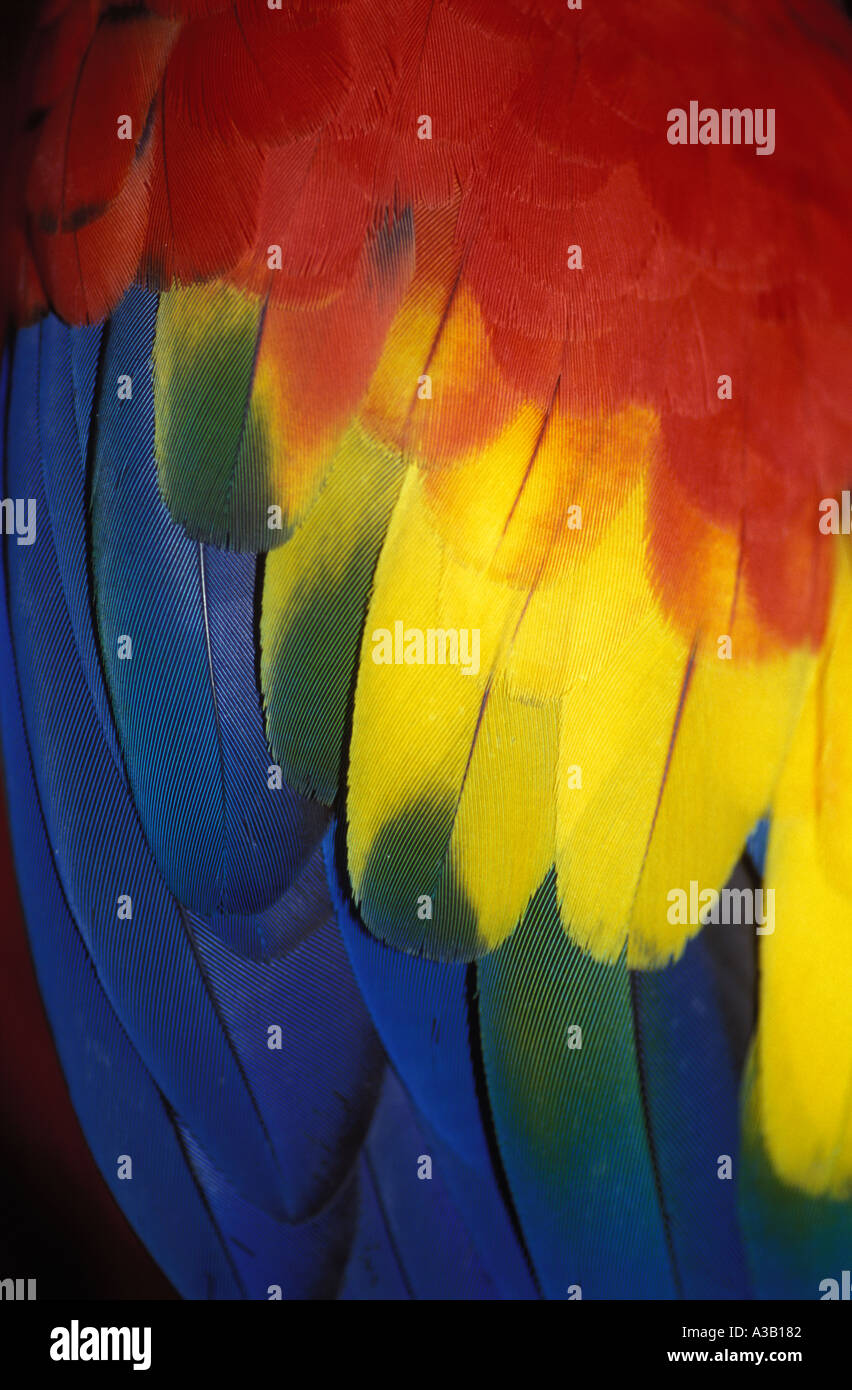 Les plumes de l'ara 0397 Banque D'Images