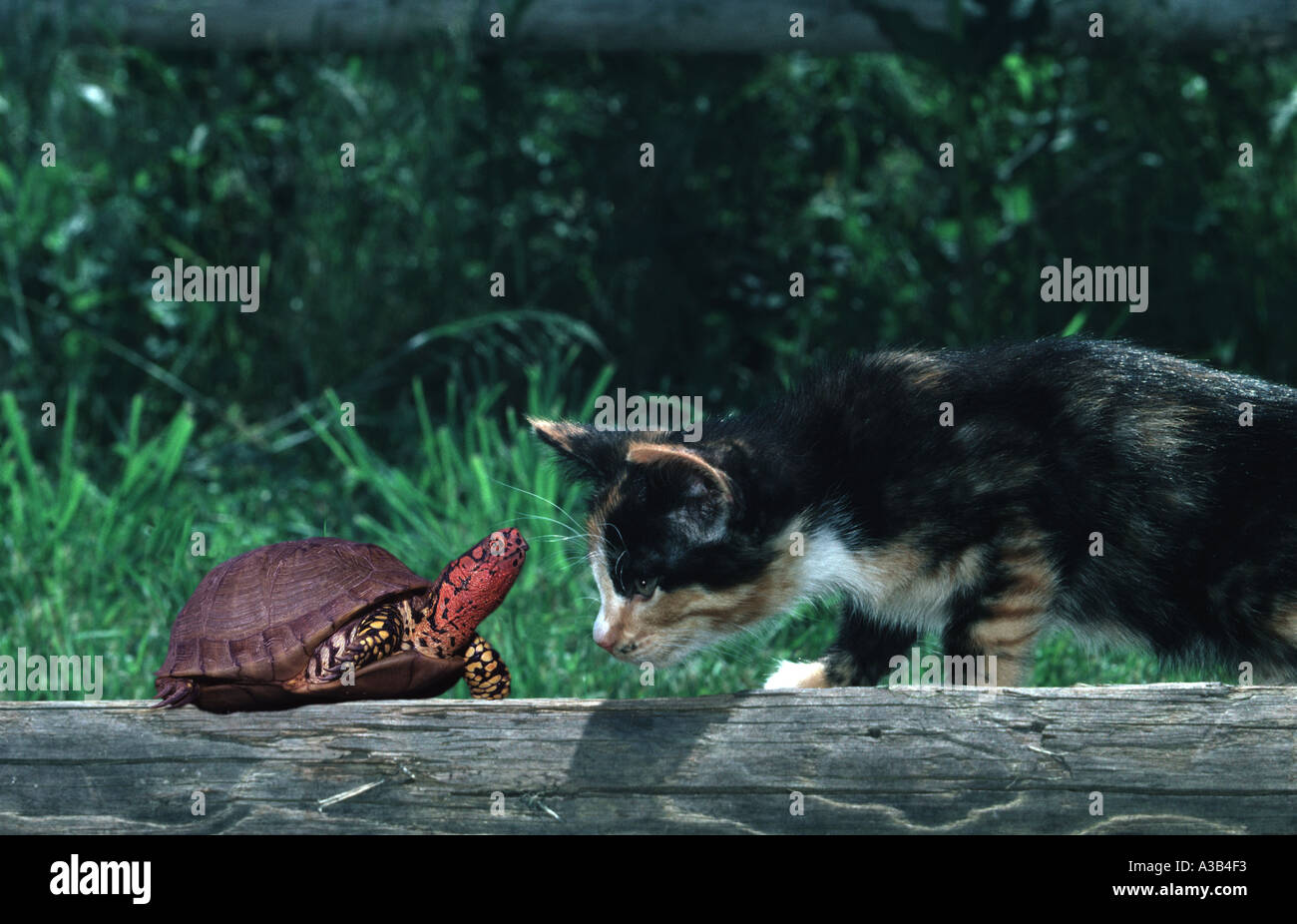 Chaton Calico mène face rouge homme fort tortue sur jardin bord de bois, Missouri USA Banque D'Images