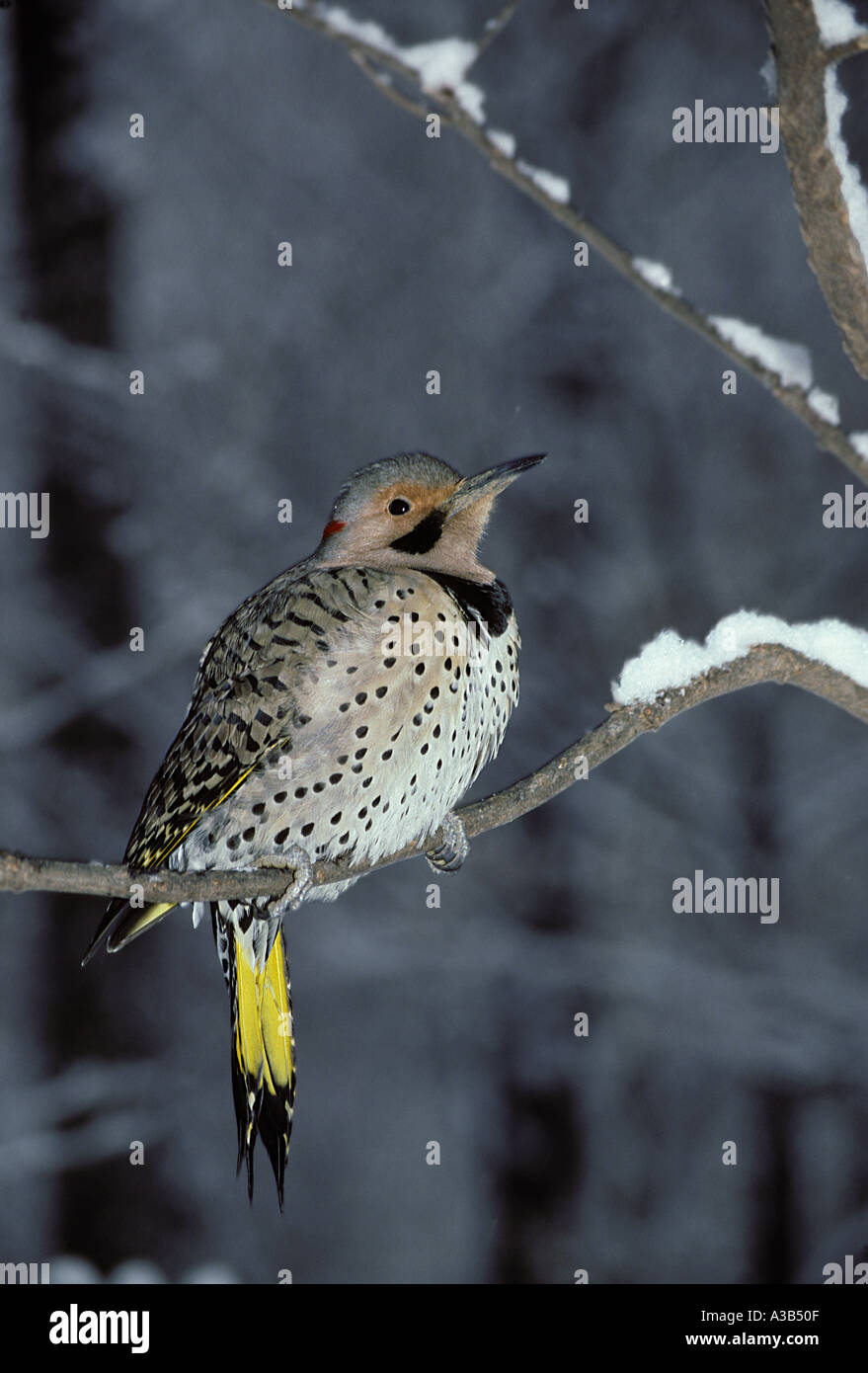 Le Pic flamboyant (Colaptes auratus) on snowy branch, Missouri USA Banque D'Images