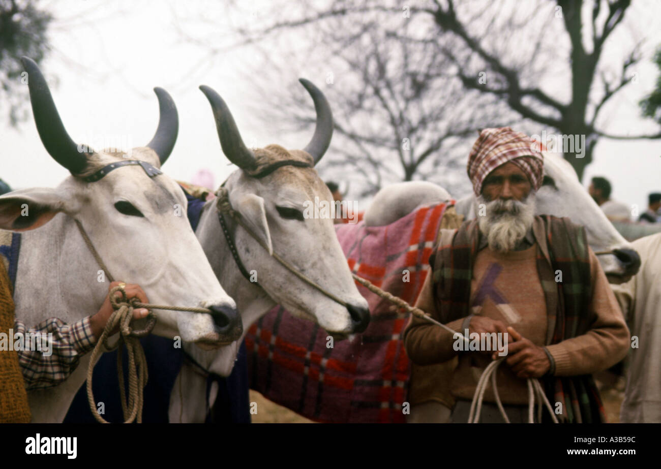 Les agriculteurs avec leurs taureaux avant la course sports de Punjab en Inde Banque D'Images