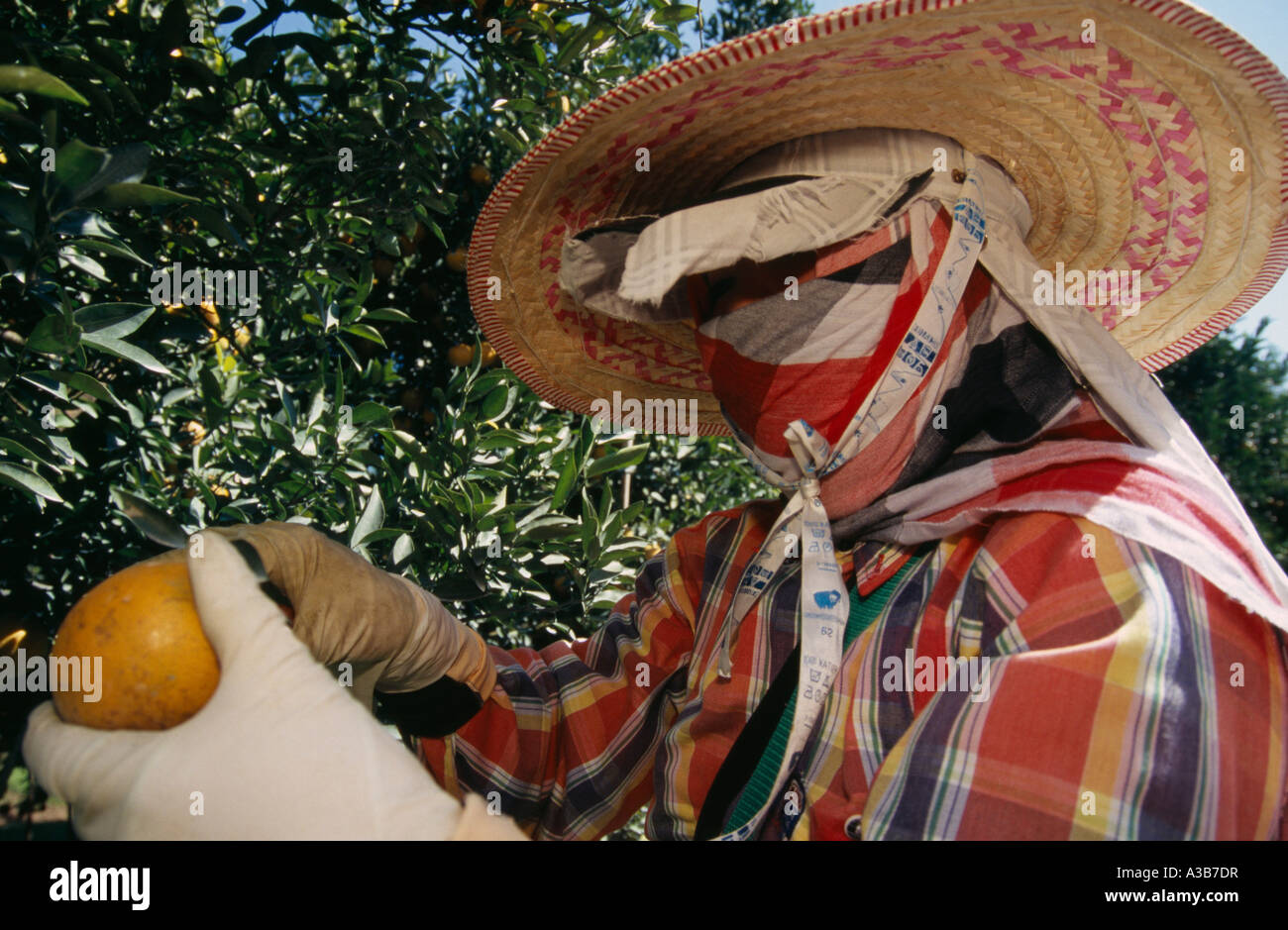 La Thaïlande Asie du sud-est la province de Chiang Mai Tha Ton travailleur récolte Orange avec des protections pour la tête et des gants longs Banque D'Images