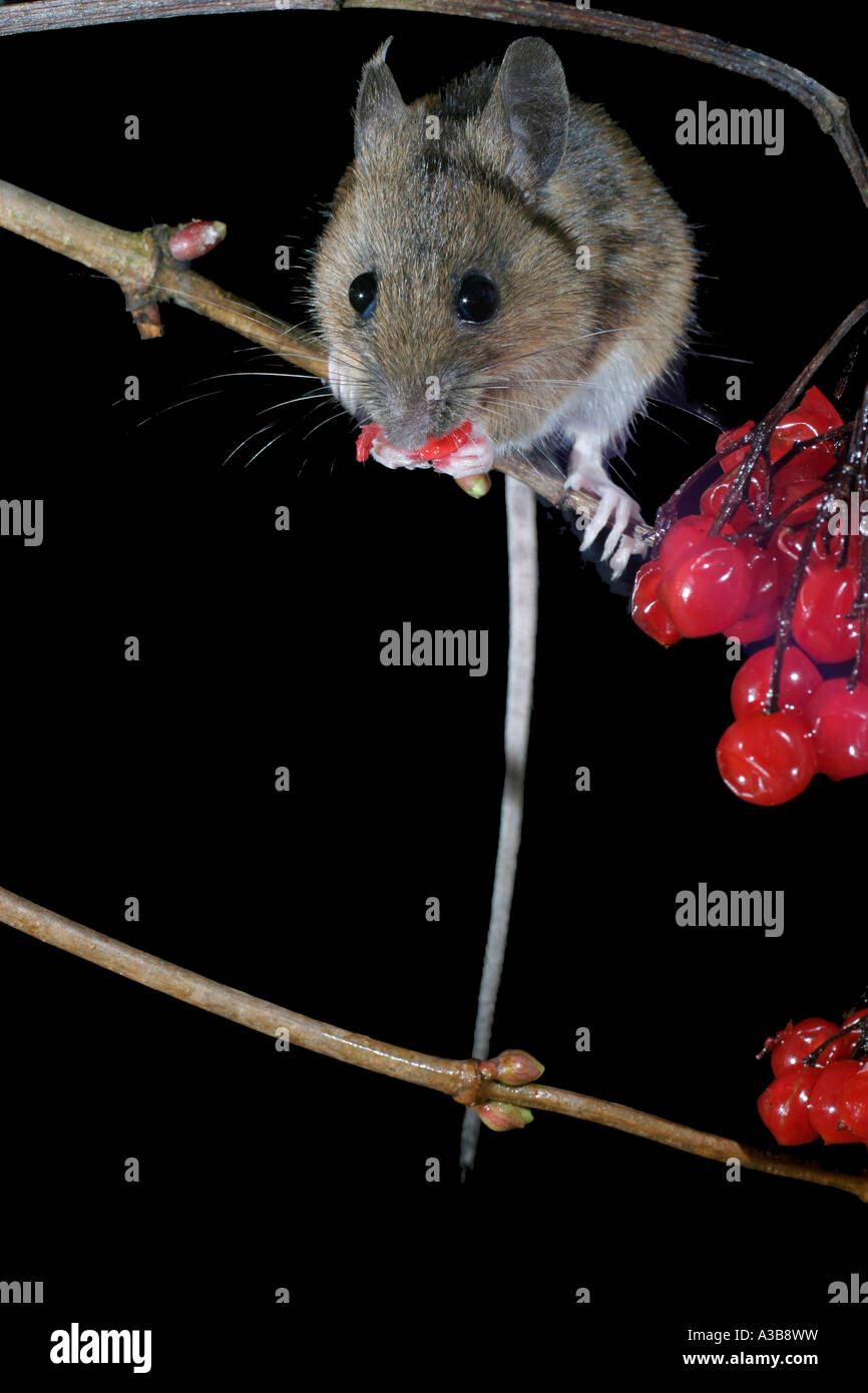 Souris à cou jaune Apodemus flavicolis de manger les baies rose guelder fv Carmarthenshire Banque D'Images