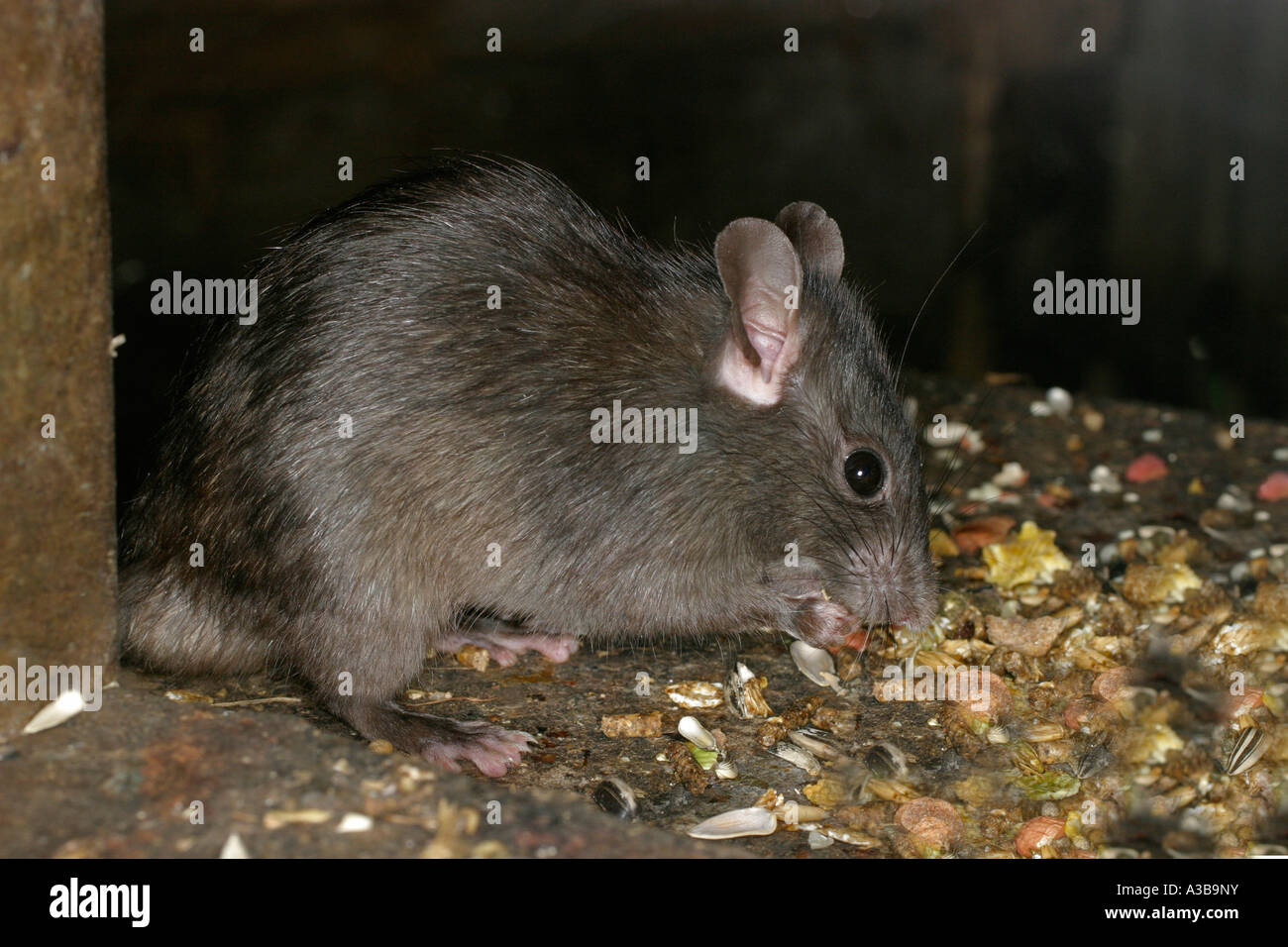 Rat noir Rattus rattus eating seeds sv cu Banque D'Images