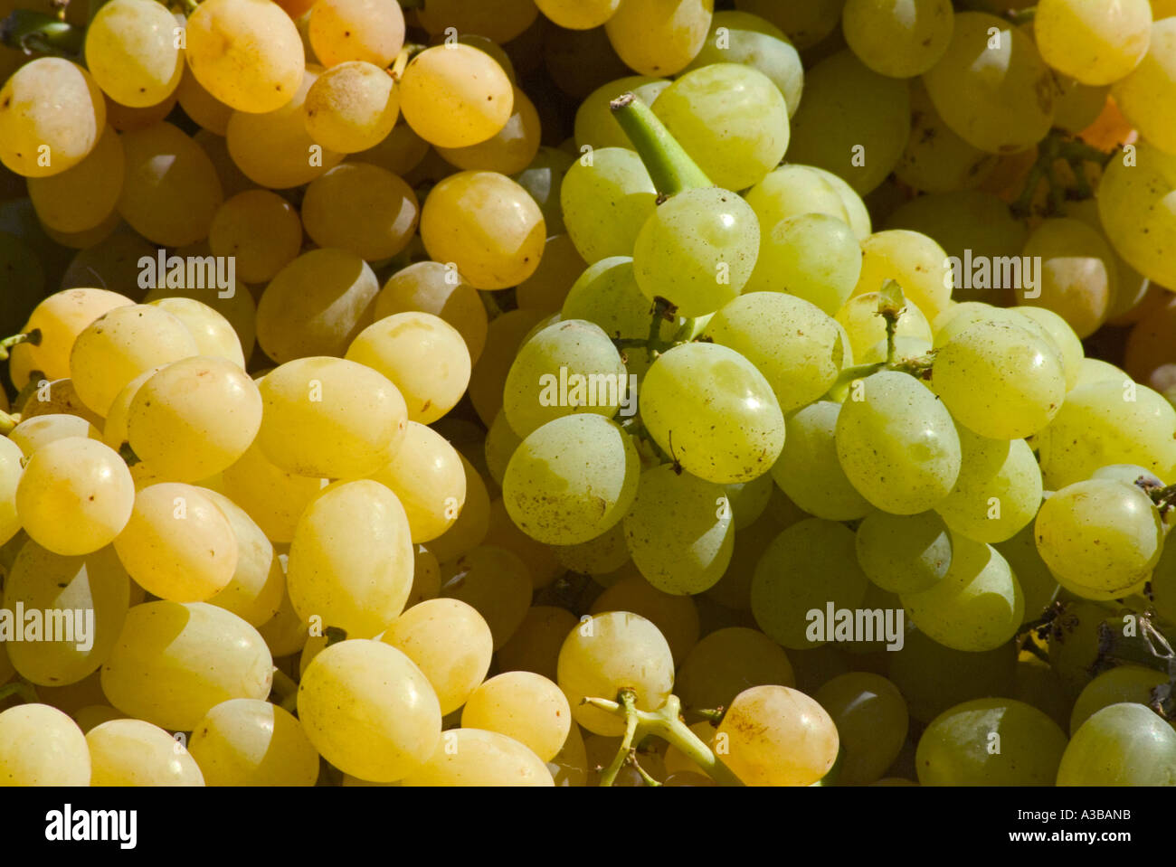 Close up de raisin blanc et vert Banque D'Images