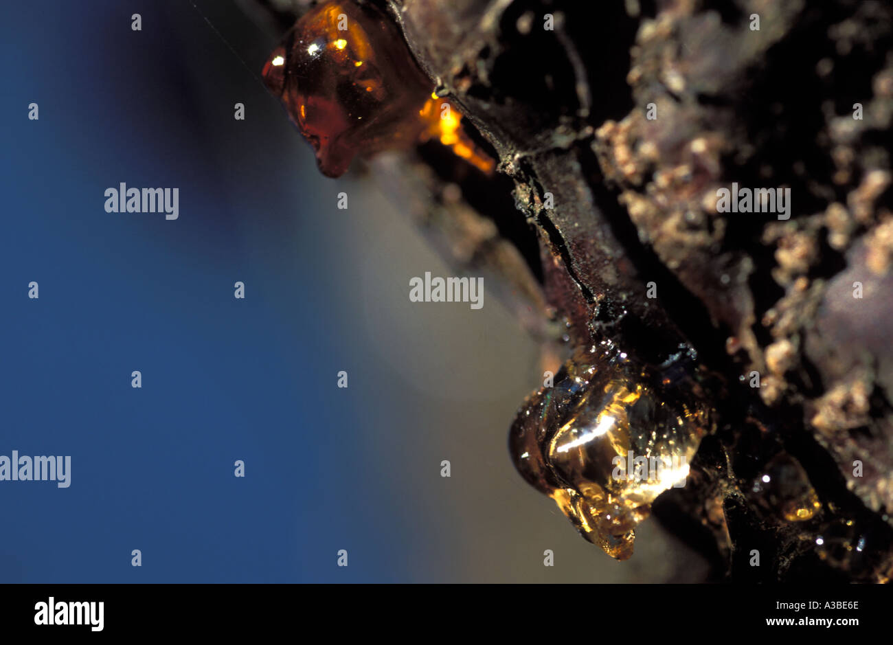 Goutte de résine sur un prunier Prunus Domestica Banque D'Images