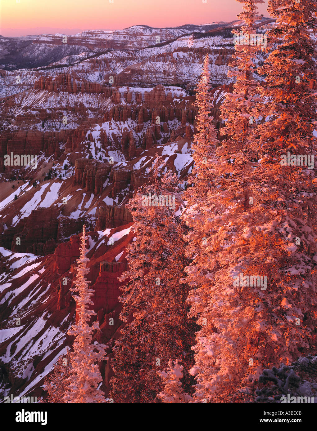Forêt glacé sur le rebord Cedar Breaks National Monument Utah Banque D'Images