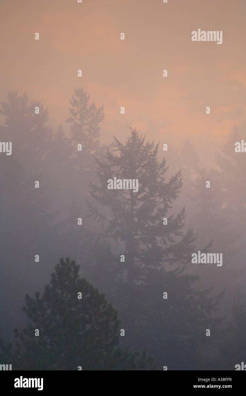 Le brouillard et la forêt au lever du soleil Eugene Oregon Banque D'Images
