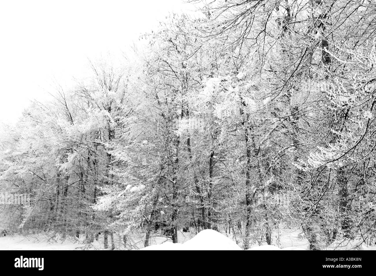 L'hiver, la neige et le paysage de forêt Banque D'Images