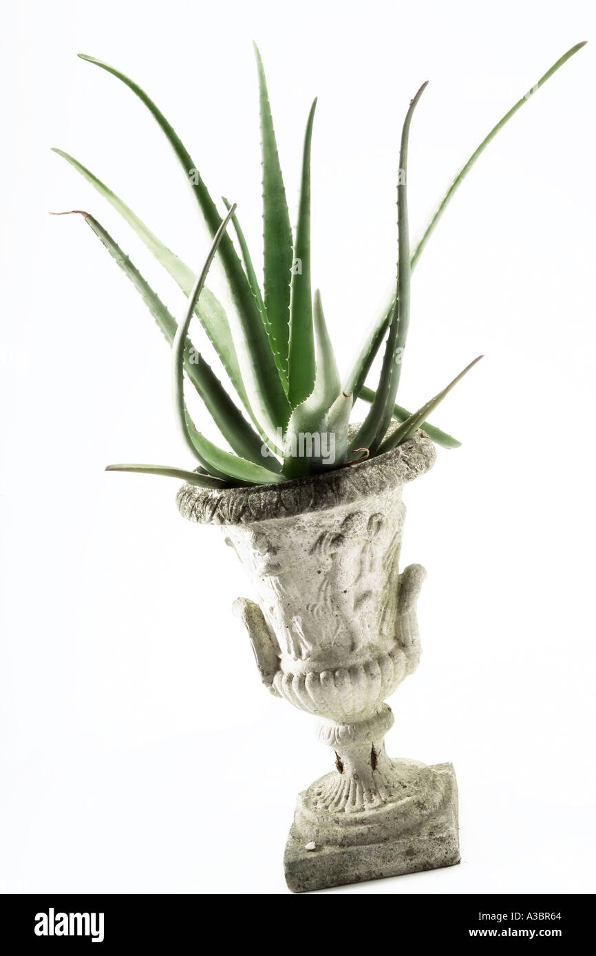 L'Aloe Vera, close-up, studio shot Banque D'Images