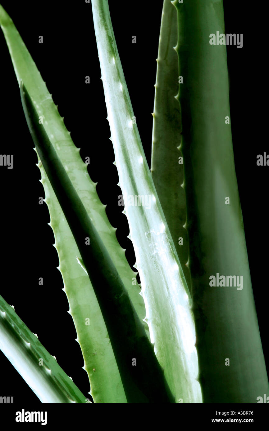 Les feuilles d'aloe vera, close-up Banque D'Images