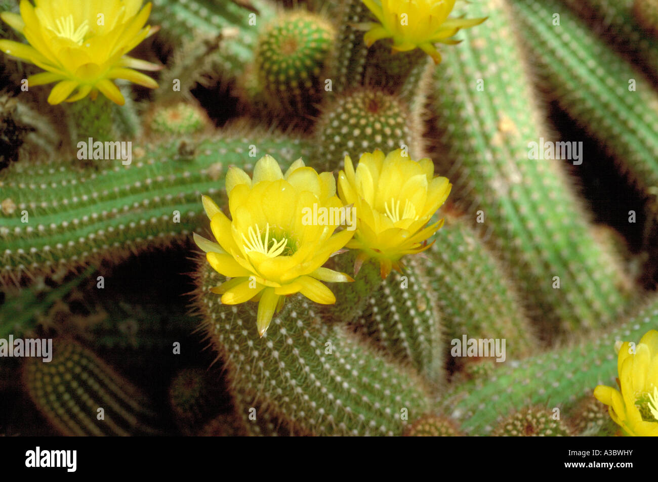 Borzicactus Cactus jaune fleurs (espèces) Banque D'Images