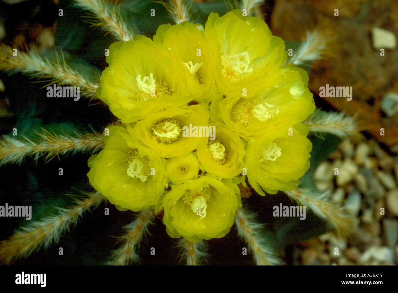 Fleur de cactus Echinopsis espèce Banque D'Images