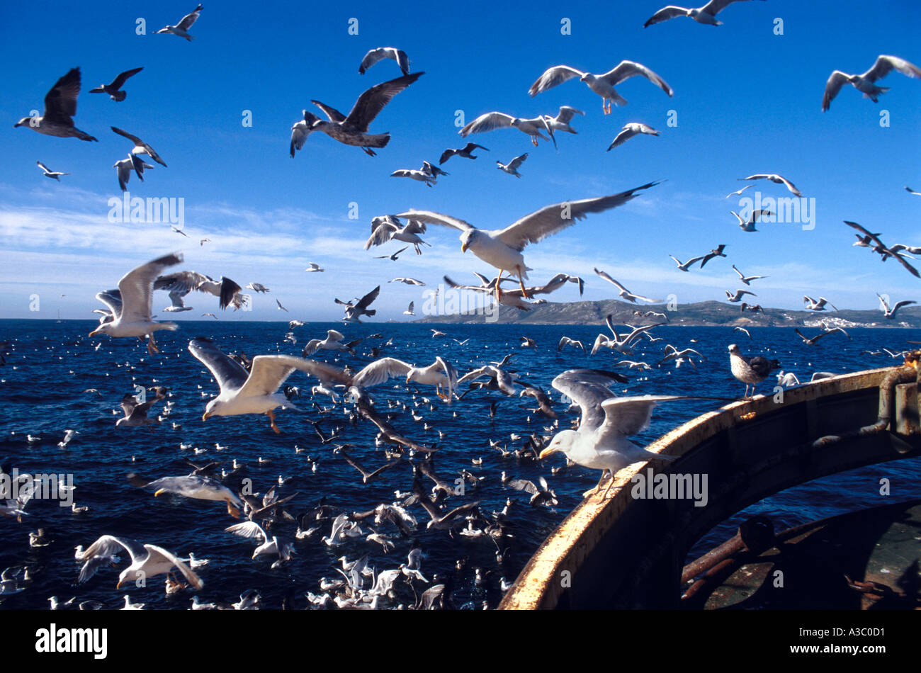 Mouettes chalutier suivants pour les déchets jetés par dessus bord au large des côtes de Galice, Espagne Banque D'Images Mouettes chalutier suivants pour les déchets jetés par dessus bord au large des côtes de Galice, Espagne Banque D'Images
