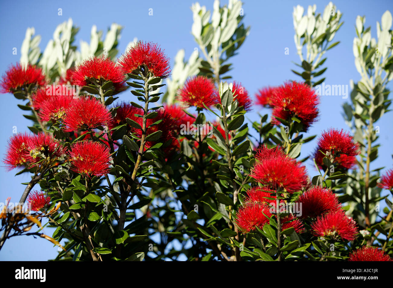 La floraison des arbres Pohutukawa en Nouvelle Zélande Banque D'Images
